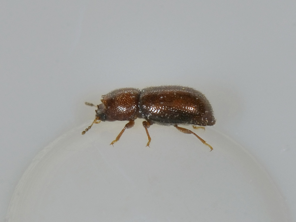 cfr. Ennearthron cornutum - Ciidae